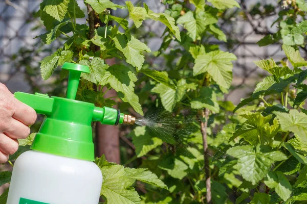 Farmer is sprinkling water solution on currant bush with green leaves. Protecting fruit trees and plants from fungal disease or vermin in spring. Selective focus on pressure sprayer.