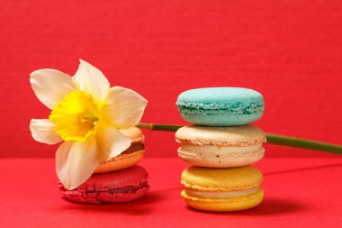 Tatlı macarons kek taze sarı nergis çiçek kırmızı dokulu yüzeyi ve arka plan ile farklı renk.