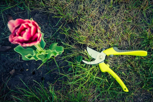 Erba Verde Con Potatore Fiore Tulipano Rosso Giardino Focus Selettivo — Foto Stock