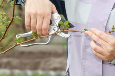 Budayıcı ile kadın çiftçi ahududu çalı ipuçları makası