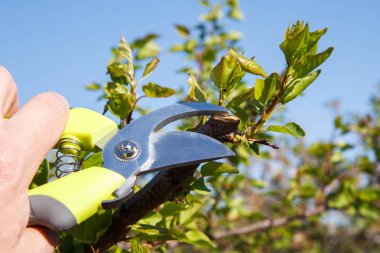 Erikli erkek çiftçi kayısı ağacının uçlarını shears.