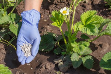 Genç çilek çalılarına kimyasal gübre veren kauçuk eldivençiftçi el.