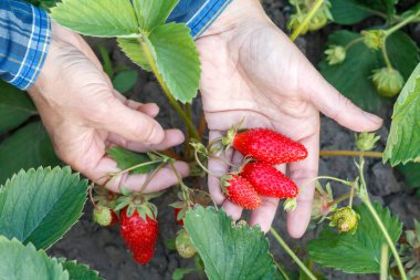 Kadın bahçıvan olgun çilek elinde tutuyor. Olgun ve olgunlaşmamış çilek bahçesinde.