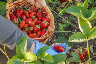 Kadın çiftçi yatağa taze kırmızı olgun çilek toplama ve onları koymak hasır sepet