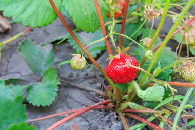 Çilek bitkisi. Stawberry bush ile olgun ve olgunlaşmamış meyveleri.