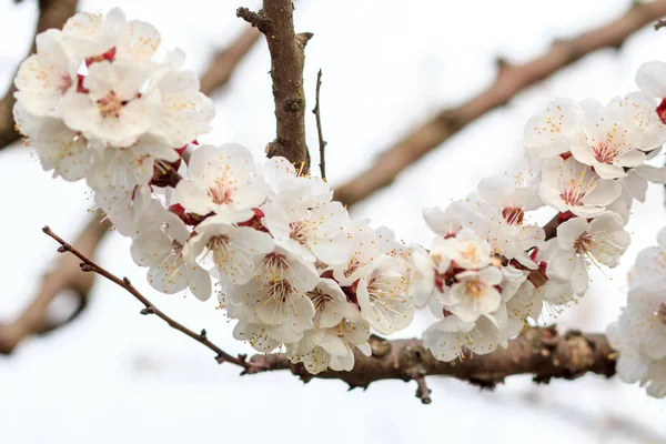 Ramo de damasco no período de floração da primavera . — Fotografia de Stock