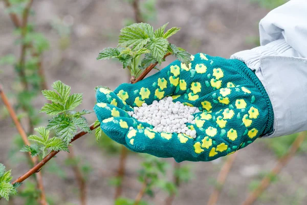 Фермерська рука, одягнена в рукавичку, тримає хімічне добриво поруч з кущами малини в саду . — стокове фото