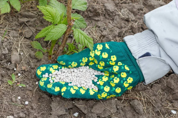 Фермер одет в перчатку и дает химическое удобрение почве рядом с малиновыми кустами в саду. — стоковое фото