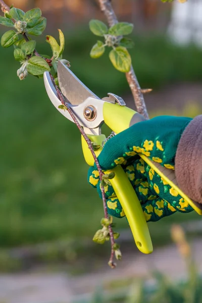 Agricultora con podadora corta las puntas del manzano . — Foto de Stock