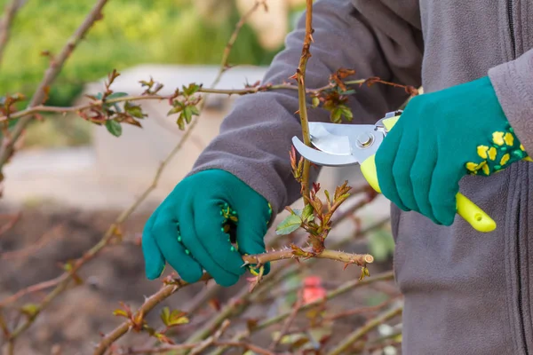 Female farmer with pruner shears the tips of rose bush.