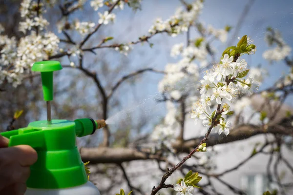Farmer is sprinkling water solution on branches of cherry tree with flowers.