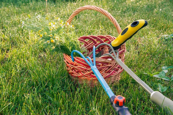 Due rastrelli da giardino a mano, spatola e mazzo di camomille da campo in cesto di vimini con erba verde intorno . — Foto Stock