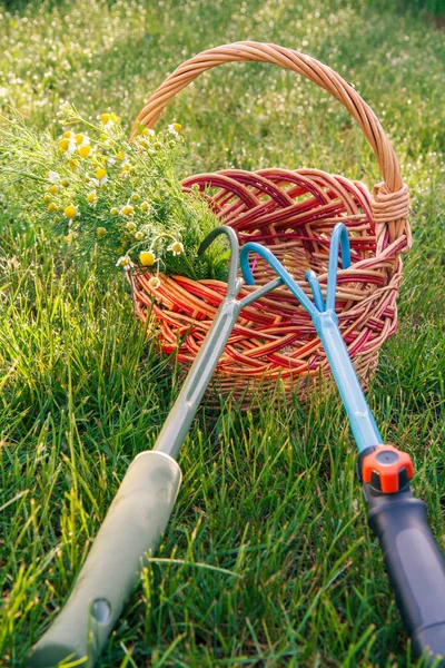 Dois rakes de jardim de mão e buquê de camomilas de campo em cesta de vime com grama verde ao redor . — Fotografia de Stock