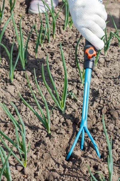 Фермер розпушує ґрунт навколо цибулі, використовуючи ручний садовий граблі . — стокове фото
