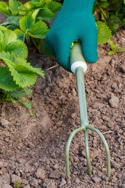 Rastrillo de jardín de mano pequeña utilizado para aflojar el suelo alrededor del arbusto de fresa . —  Fotos de Stock