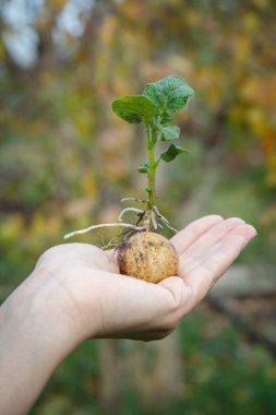 Kadının elinde yeşil yaprakları ile filizlenmiş patates yumru.