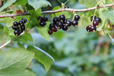 Yaz günü bahçede çalı üzerinde siyah kuş üzümü.