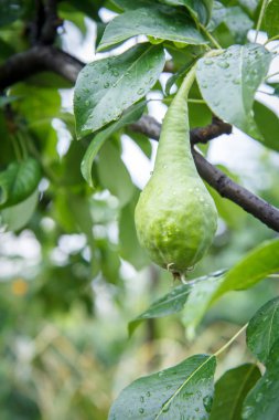 Yaz günü ağaçta yeşil armut.
