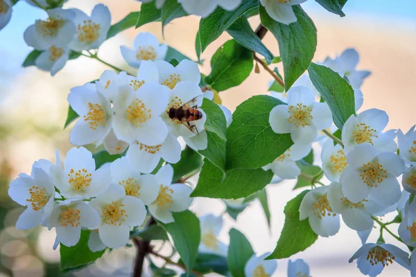 Jasmine flowers blossoming in sunny summer day. — Stock Photo, Image