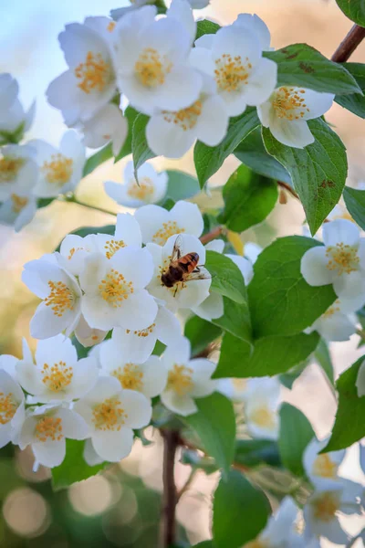 Jasmine flowers blossoming in sunny summer day. — Stock Photo, Image