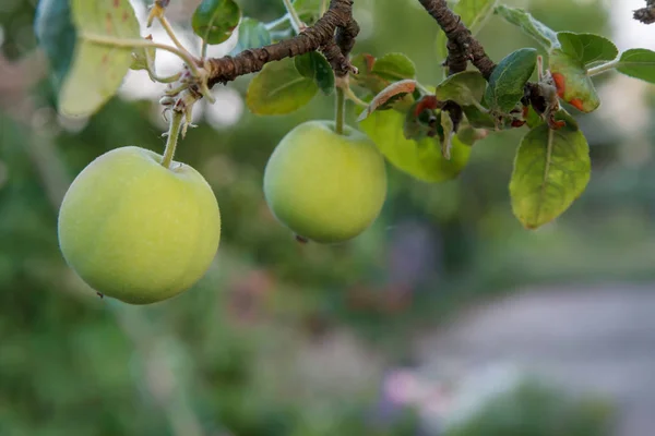 Manzanas verdes en el árbol en el día de verano . — Foto de Stock