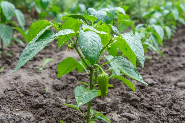 Πράσινη πιπεριά που αναπτύσσεται σε θάμνο στον κήπο. — Φωτογραφία Αρχείου