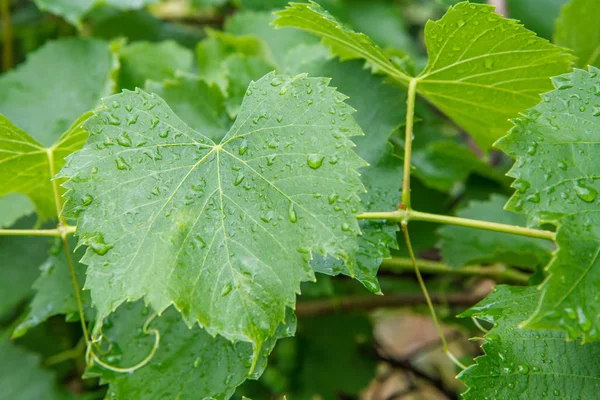 Surface des feuilles de raisin avec des gouttes d'eau dans le jardin . — Photo