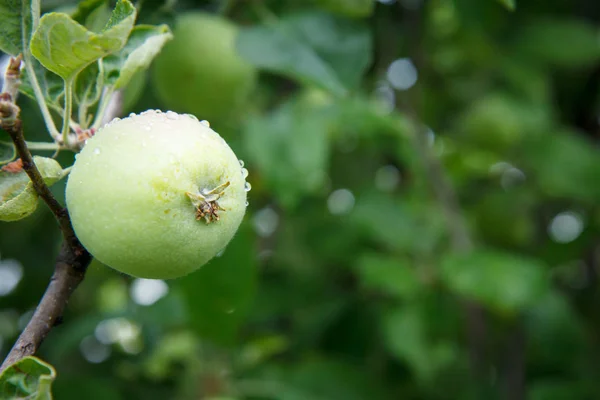 Manzana verde en el árbol en el día de verano . — Foto de Stock