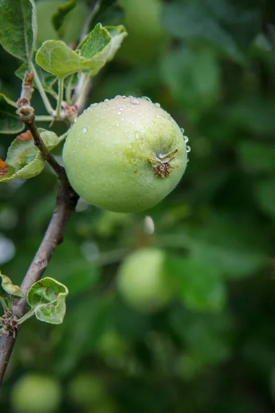 Manzana verde en el árbol en el día de verano . — Foto de Stock