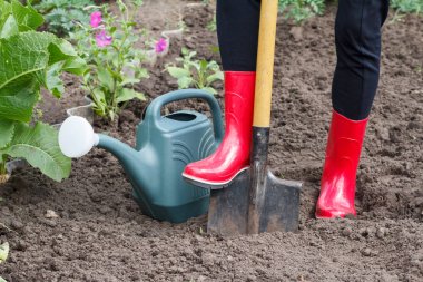 Bahçıvan yatakta toprak kazıyor. Kadın çiftçi bahçede kazılar.