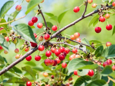 Güneşli yaz gününde bahçede ağaç kiraz.