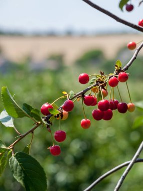 Güneşli yaz gününde bahçede ağaç kiraz.