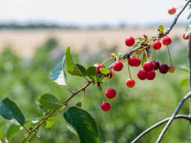 Güneşli yaz gününde bahçede ağaç kiraz.