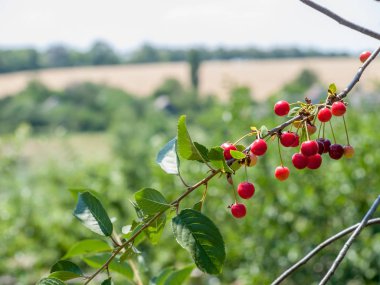 Güneşli yaz gününde bahçede ağaç kiraz.