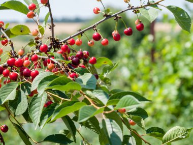 Güneşli yaz gününde bahçede ağaç kiraz.