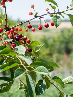 Güneşli yaz gününde bahçede ağaç kiraz.