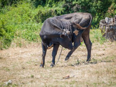 Genç siyah boğa, arka planda kırsal alanda demir bir zincir ile bağlanmış..