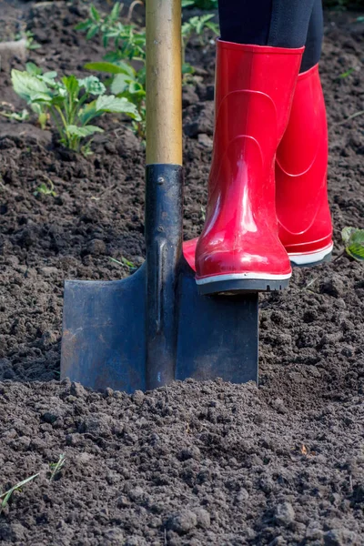 Gardener is digging soil on a bed. Female farmer digs in a garden.
