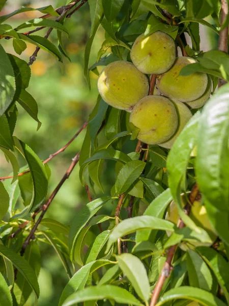 Őszibarackfa ága gyümölccsel a kertben. — Stock Fotó