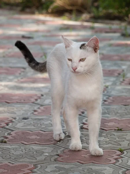 Weiße Katze läuft im Hof auf gefliestem Bürgersteig. — Stockfoto