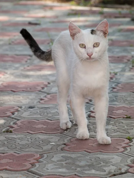 White cat walking in the yard on a tiled pavement. — Stock Photo, Image