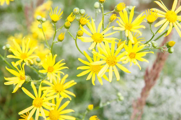 Flores silvestres amarillas en el campo de verano con fondo borroso . —  Fotos de Stock