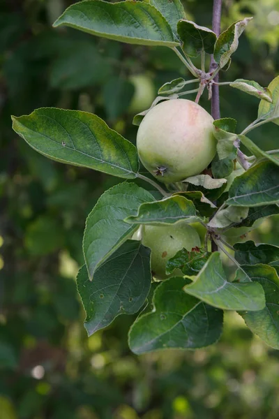 Manzana verde en el árbol en el día de verano . — Foto de Stock