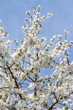 Bahar bahçesinde açan kiraz ağacının dalları.