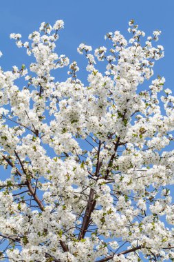 Bahar bahçesinde açan kiraz ağacının dalları.