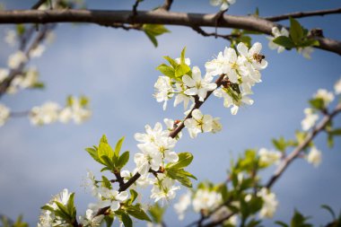 Bir bahar bahçesinde çiçek açan elma ağacıdalları.