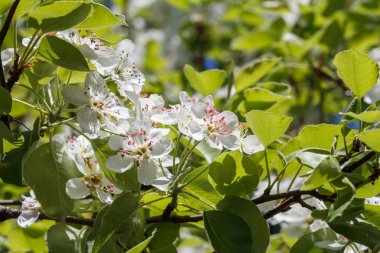 Bir bahar bahçesinde çiçek açan armut ağacıdalları.