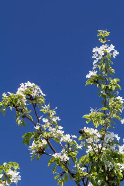 Bir bahar bahçesinde çiçek açan armut ağacıdalları.