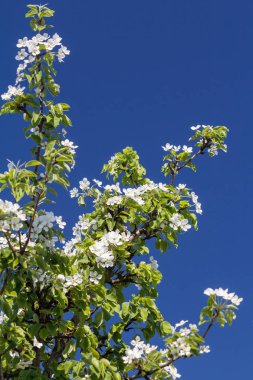 Bir bahar bahçesinde çiçek açan armut ağacıdalları.