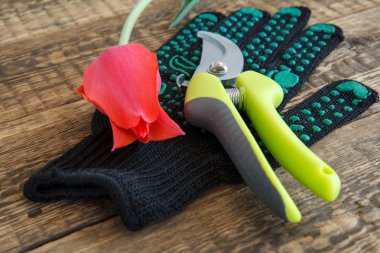 Bahçe eldiven, pruner ve ahşap tahtalar üzerinde kesilmiş lale.